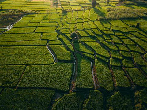 Aerial drone shot of Asian terraced rice fields and irrigation canals at sunset.