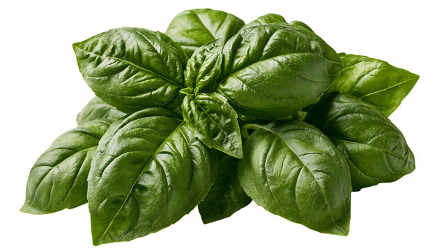 Fresh green organic basil leaves bunch with glossy texture