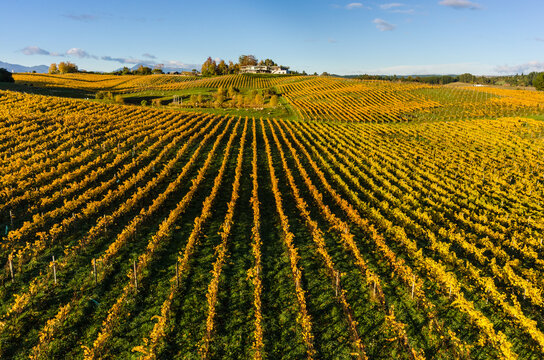 Aerial view of the golden autumn vines in a vineyard in Mahana, Tasman Region, New Zealand.