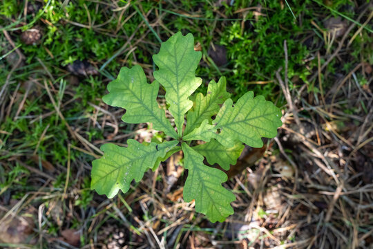 Close up top view of young oak sapling growing on forest floor in sunlight