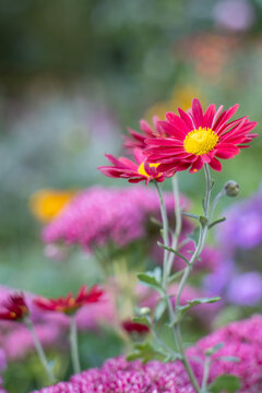 Close up of red chrysanthemum flowers in summer garden with colorful blurred background