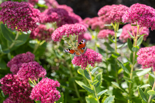 Peacock butterfly feeding on pink sedum flowers in sunlit summer garden