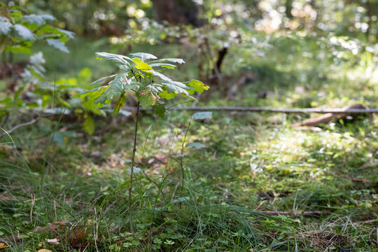 Young oak tree growing in sunlit forest as part of natural woodland regeneration