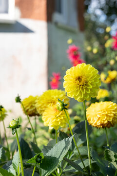 Close up of yellow dahlia flowers blooming in summer garden with copy space in sunlight