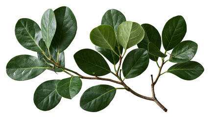 Fototapeta premium Fresh green Ficus microcarpa branch with glossy oval leaves