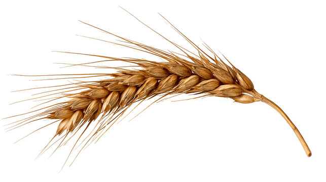 Golden ripe wheat ear with long awns and textured grain kernels