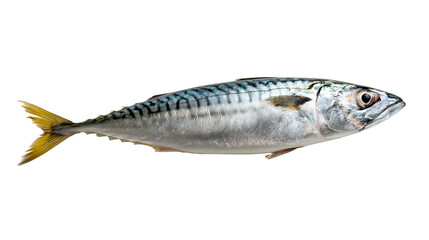 Fresh Atlantic mackerel fish with silver scales and yellow tail fin © Asmud