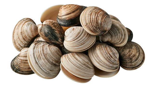 Fresh raw hard shell clams piled together