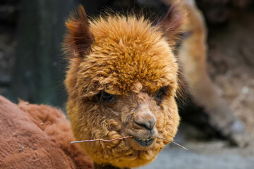Fototapeta premium Adorable Alpaca Portrait: Furry Farm Animal Grazing on Straw