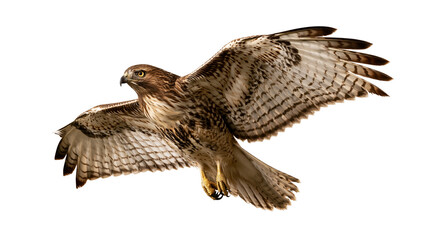 Red-tailed hawk in flight with wings spread wide and sharp talons © Asmud