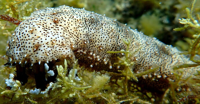 Philippine's sea life