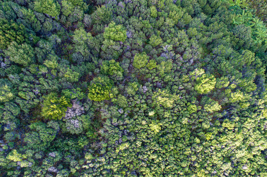 Aerial view of the dense lush green canopy of Abel Tasman National Park with varied tree textures and sunlight filtering through the foliage in Tasman Region, New Zealand.