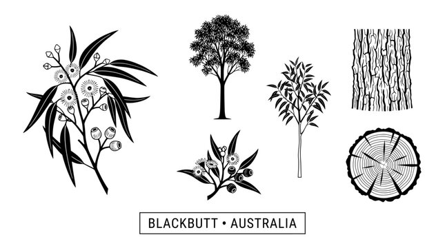 Very beautiful black and white flat vector botanical collection featuring Blackbutt tree, sapling, branch, narrow eucalyptus leaves, white flowers, seed capsules, rough bark and timber cross-section, 