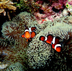 Philippine's sea life © Brian