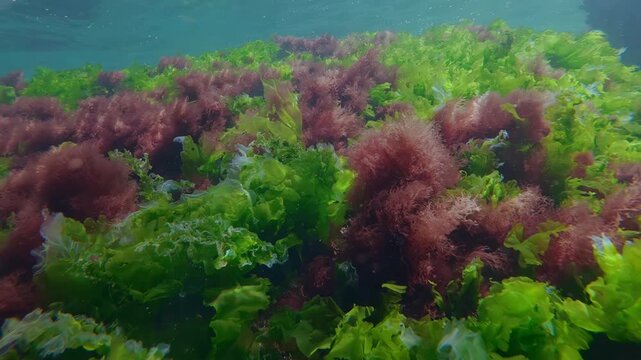 Green sea lettuce and red algae sway on underwater rocks in sea. Vibrant flora with bright sheet leaves and soft hairweed flow in clear marine current under natural sun illumination.