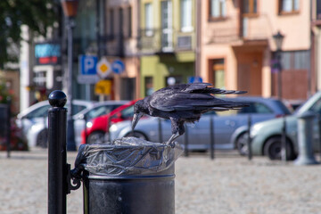 Black rook balancing on litter bin in city square © Adam