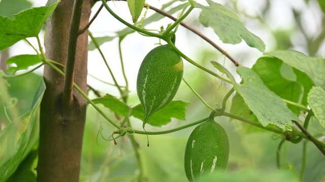 Trichosanthes dioica. Its commonly known as pointed gourd or parwal. It is a tropical, perennial climbing vine native to the Indian subcontinent that is widely cultivated for its nutritious.