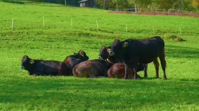 Cows herd on a green pasture meadow captured in a handheld left to right pan shot. A group of dark brown cattle resting and standing on the grass on a bright sunny day.