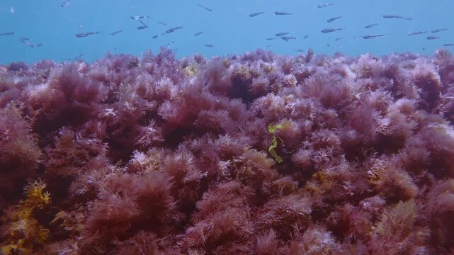 Vibrant pink-red turf algae rug spreading across underwater reef with spots of bright green sea lettuce and and yellow-brown weed, school of Atherina silverside fish in blue water in sun beams glare