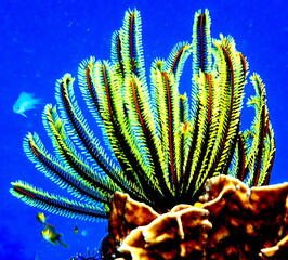 Philippine's sea life © Brian