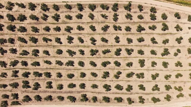 Neat olive tree rows form a grid near Porcuna as the camera pans above