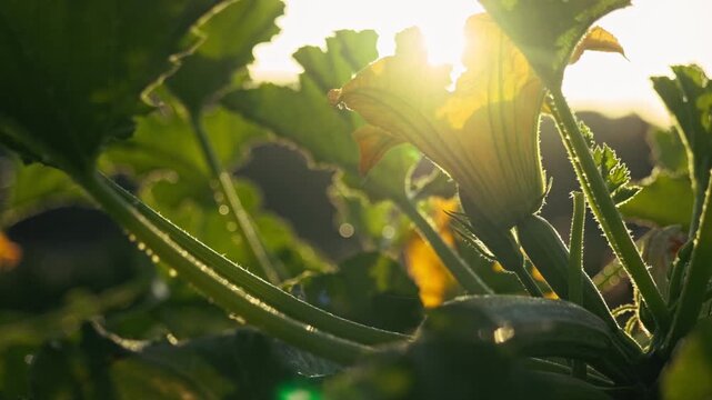 A squash blossom glows in golden backlight on an Ibiza farm, dew clinging.
