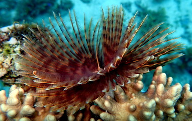 Philippine's sea life © Brian