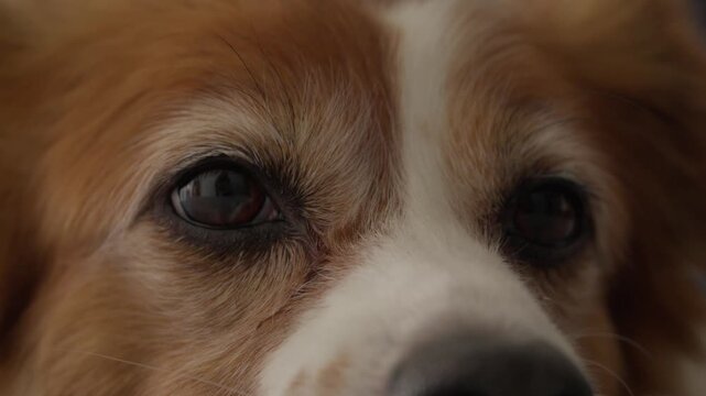 Extreme close up of a sleepy dog's brown eyes blinking slowly before finally closing to sleep