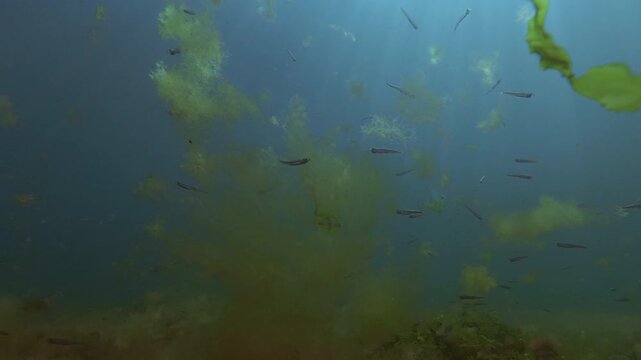 Drifting clouds of red, brown and green hairweeds and sheet algae scraps, small silverside fish swimming around floating under natural underwater vibrant sunbeams, backlit by sunshine.