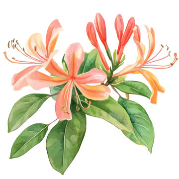Honeysuckle watercolor drawing vector, high-quality modern illustration on a pure white background