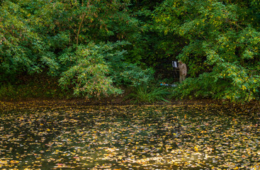 Golden leaves drift across calm waters © molakaliva
