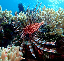 Philippine's sea life © Brian