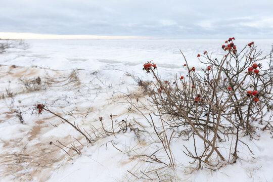 A quiet winter coastal scene showing snow-covered dunes and tangled rose hip bushes with bright red berries against a pale, icy sea and overcast sky, evoking solitude and cold beauty