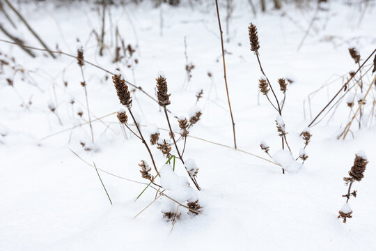 Snow blankets dried plants and seed heads in a quiet winter field, creating a minimalist, serene landscape that evokes cold, calm and solitude in nature during the late season