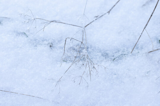 Delicate dried grass stems dusted with frost rest on a soft snowy ground, creating a minimalist winter nature scene that conveys calm, cold, silence and fragile beauty in a quiet landscape