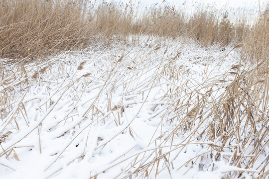 A quiet winter marsh scene with snow-covered reeds and flattened tall grass creating soft textures across a pale, frosted landscape beneath an overcast sky