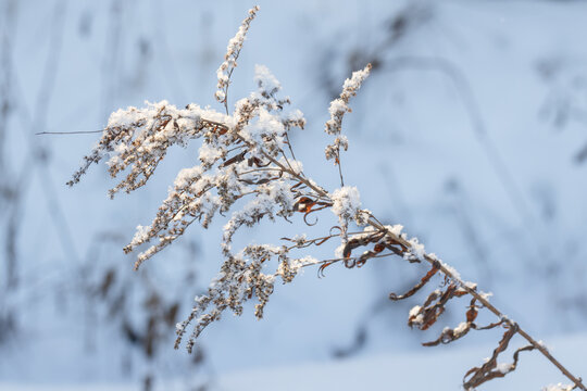 Delicate wild grasses and dried branches dusted with fresh snow and frost, set against a soft blue winter background, evoking a quiet, cold, peaceful seasonal mood and natural texture