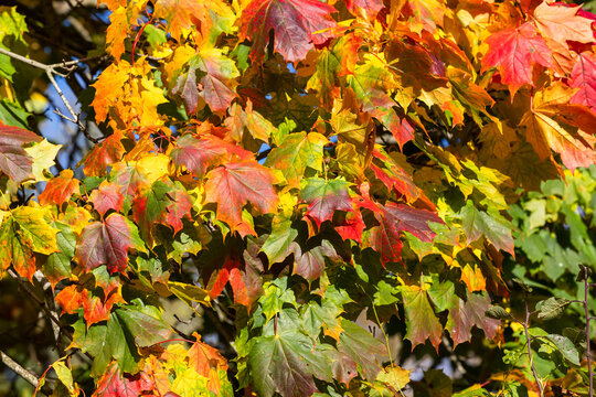 Bright, colorful maple leaves captured in autumn sunlight, showing red, orange, yellow and green tones. Close-up of fall foliage on tree branches conveying seasonal change, warmth and natural texture