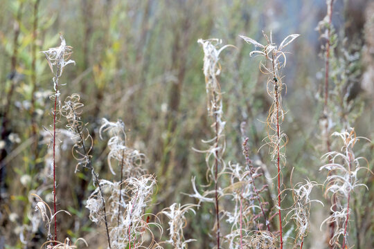 Delicate dried wildflower seed heads rise from an autumn meadow, creating a soft, muted composition that evokes quiet, seasonal change and natural texture in a calm outdoor setting
