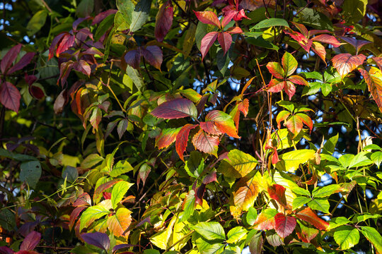 Colorful autumn leaves cover a climbing vine lit by warm sunlight. Green, red and yellow foliage creates a textured seasonal background conveying change, warmth and natural beauty for design
