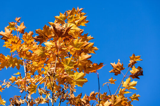 Golden and orange maple leaves backlit by a vivid blue sky, capturing crisp autumn light and seasonal change. Close-up of tree branches, texture and warm colors evoking nature and tranquility