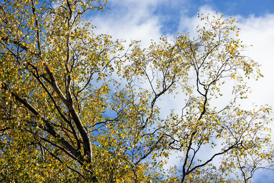 Golden birch branches fill the frame with yellow autumn leaves against a bright blue sky and soft clouds, conveying seasonal change, calm nature, crisp air and peaceful fall atmosphere
