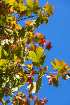 Bright maple leaves in transition from green to orange and red against a clear blue sky. Seasonal fall foliage photographed close-up, evoking calm, warmth, and the changing beauty of nature outdoors