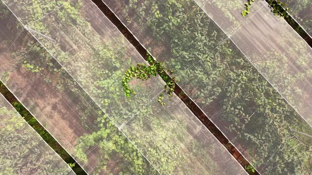 Top-down view of a kiwi fruit plantation with diagonal rows of green vines protected by transparent netting, showing organized agricultural farming patterns