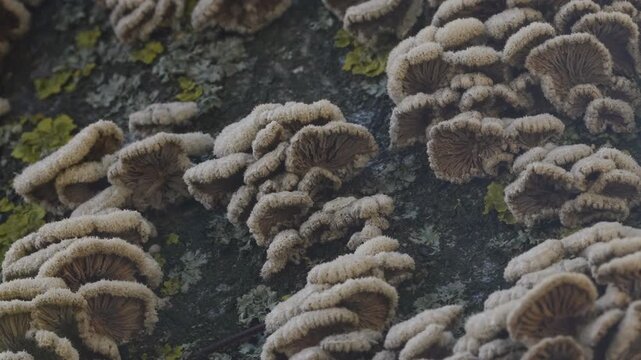 Tinder fungus, Schizophyllum commune species spreads on bark. Pan shot of wild gill mushroom thrives across timber surface under soft daylight.