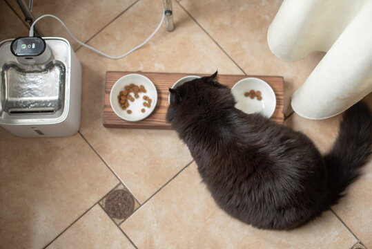 A large, fluffy black cat eats from two bowls on a wooden feeding station. An automatic feeder is nearby, set in a tiled kitchen environment.