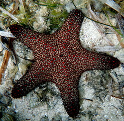 Philippine's sea life © Brian