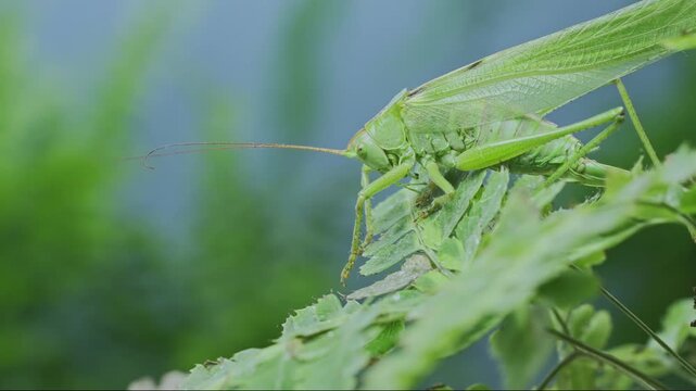 Large female vivid green bush-cricket (long-winged form) clinging to fresh green fern branches in blurred background. Close-up of big vibrant green grasshopper sit on leaf of Pteridophytes