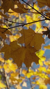 Vertical video. Autumn background, golden fall. Maple autumn branch with yellow leaves in front of blue sky
