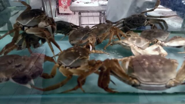 Live Crabs Crawling in a Seafood Market Tank